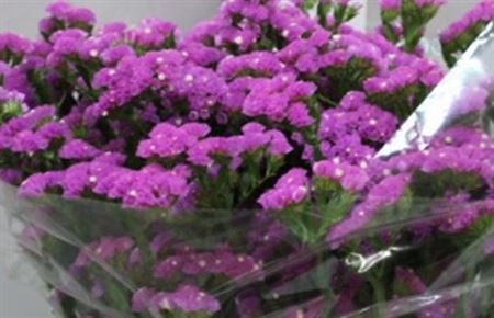 Limonium Statice Navy Sun Birds (Лимониум Статица Наву Сан Бердс) В70