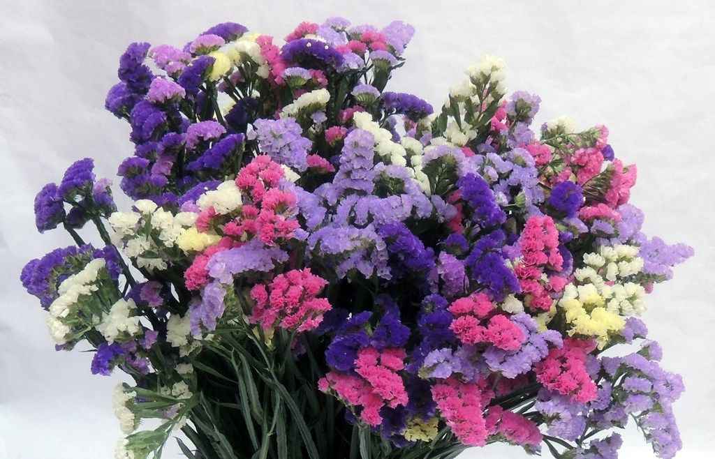 Limonium Statice Mix (Лимониум Статица Микс)В80