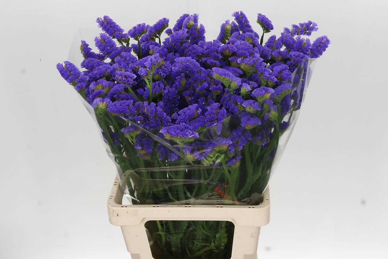 Limonium S Velvet Wings (Лимониум Статица Вельвет Вингс) В70