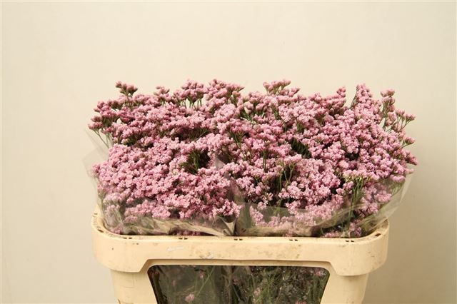 Limonium Silver Pink (Лимониум Сильвер Пинк) В80