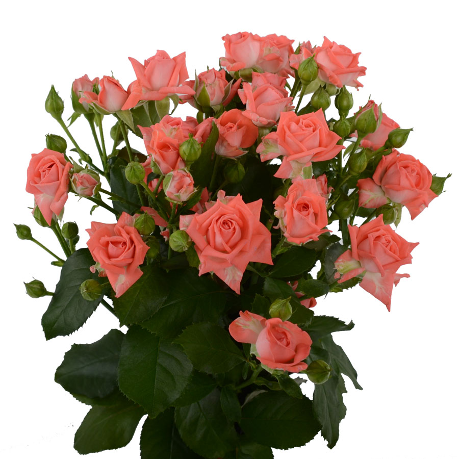 Rosa Tr. Barbados ( Спрей Барбадос ) В60 ROSE HILL