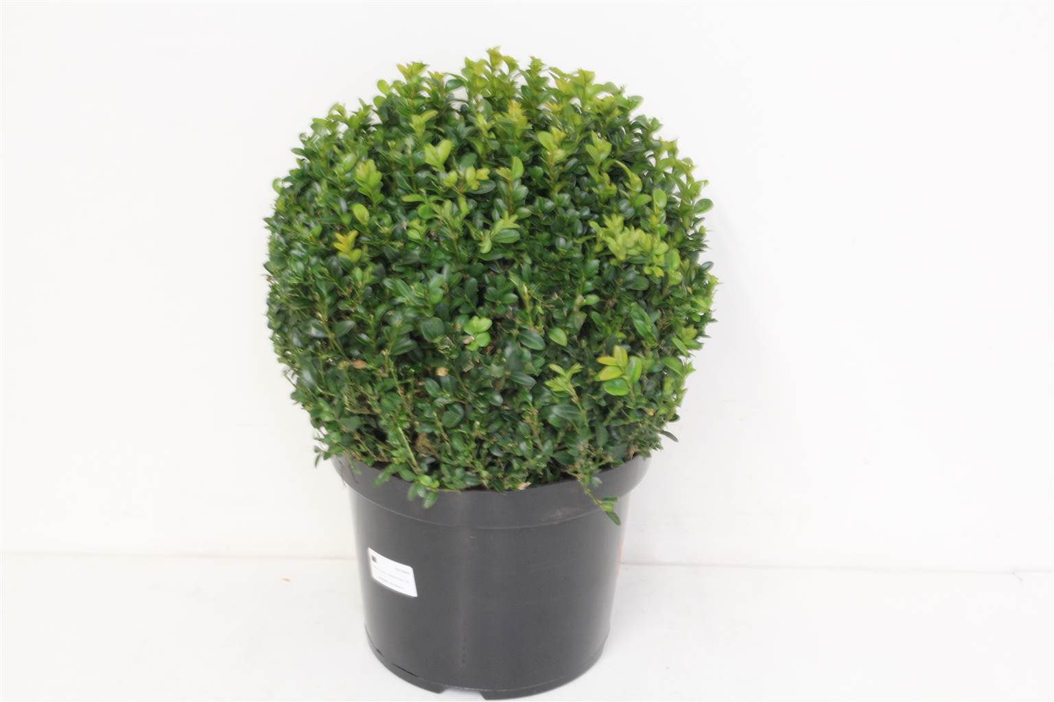 Сфера Buxus Sempervirens ( Buxus Sempervirens Sphere ) W 26 H 32,5