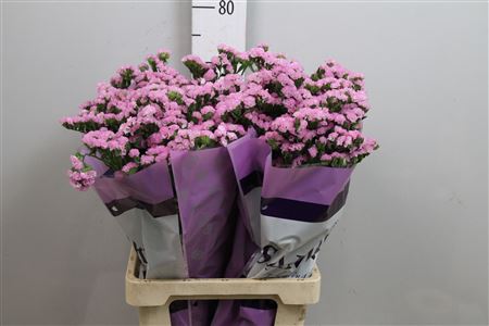 Limonium S Rosel Su Birds (Лимониум Статица Росель Бердс)В65