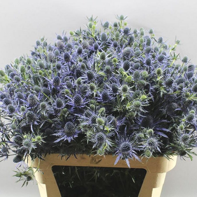 Eryngium Mag Blue Lagoon (Эригиум Маг Блу Лагун) В50