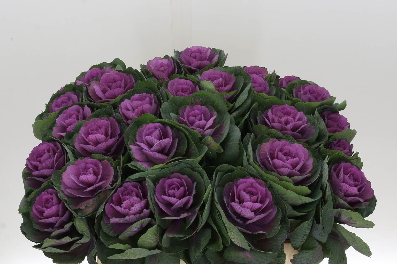 Brassica Crane Red (Брассика Кране Ред) В70