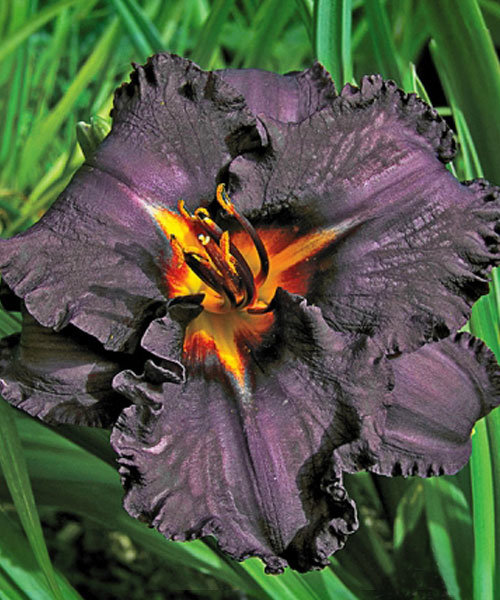 Лилейник гибридный Longfields Black Magic (Лонгфилдс Блэк Мэджик)