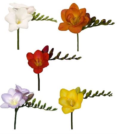 Freesia *10 Mix  (Фрезия *10 Микс) В50