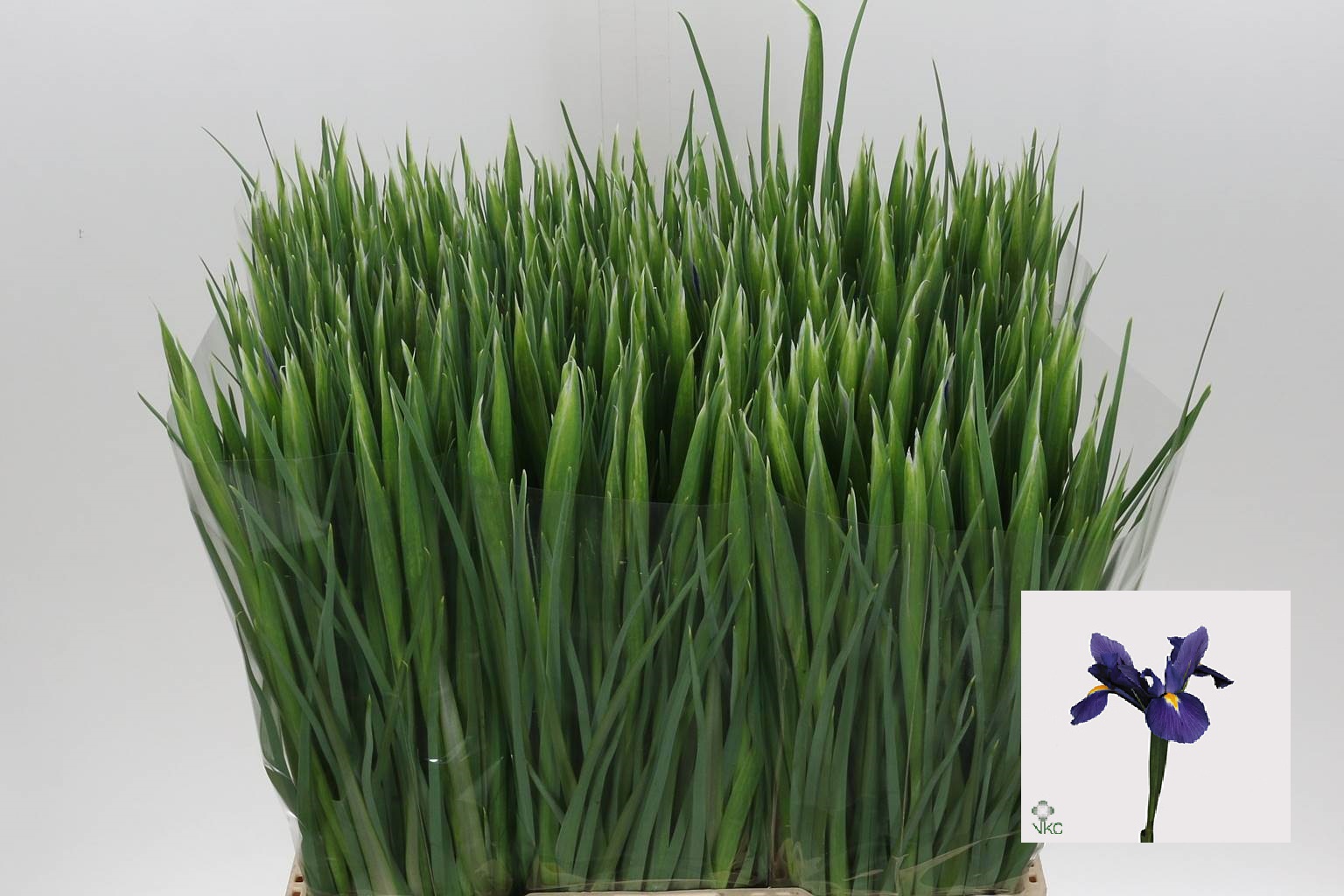 Iris Blue Magic (Ирис Блу Меджик) В60