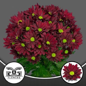 Chrys Ruby Star (Хриз Руби Стар) В70