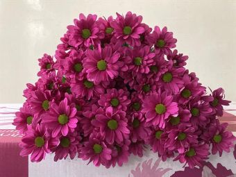 Chrys tr memphis Pink (Хриз куст. Мемфис Пинк) В70
