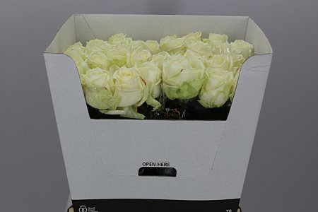 Rosa Gr Avalanche (Роза Гр Аваланж) B50 НГ