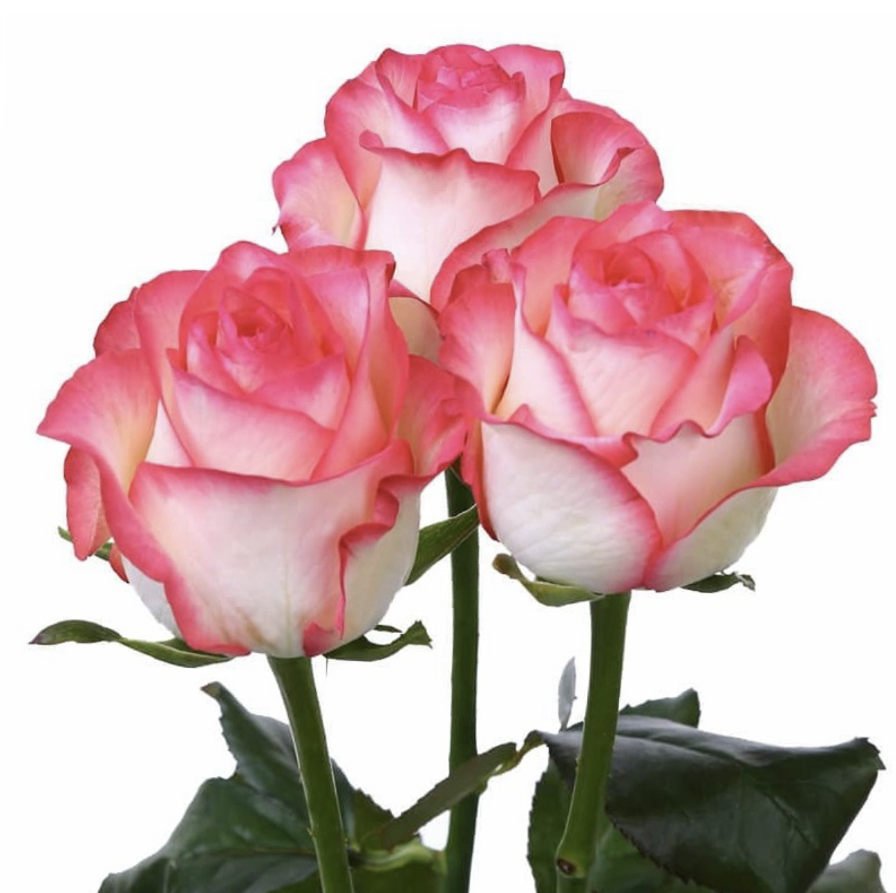 Rosa Gr Jumilia (Роза Джумилия) В70 Армения