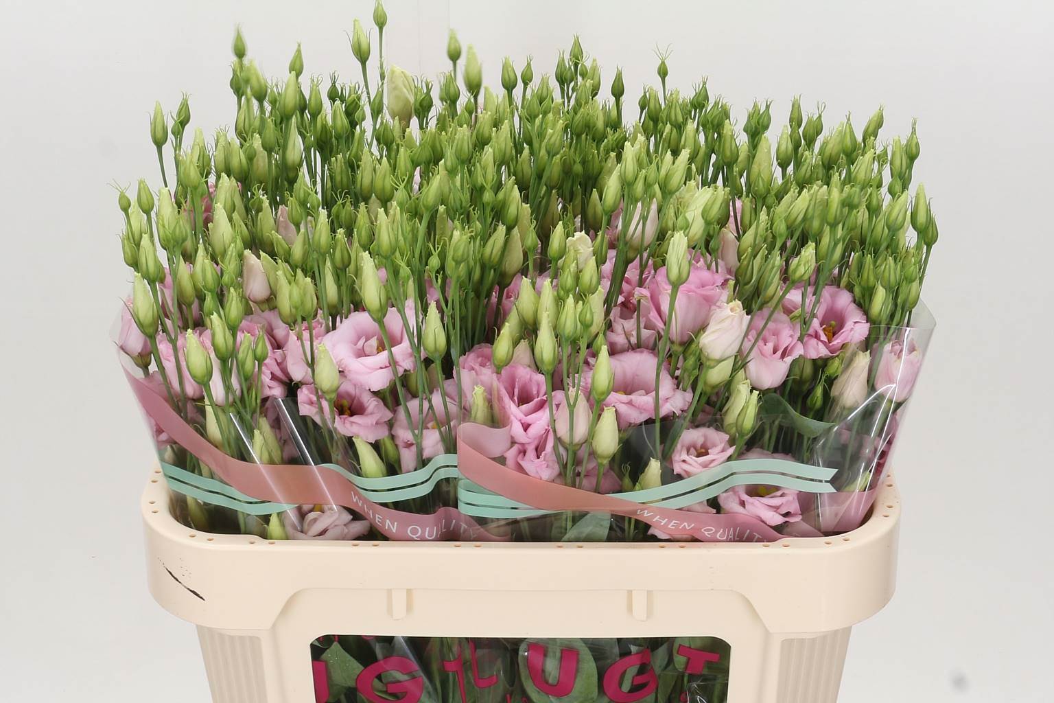 Eustoma Du Arena Light Pink (Эустома ду Арена Лайт Пинк) В75