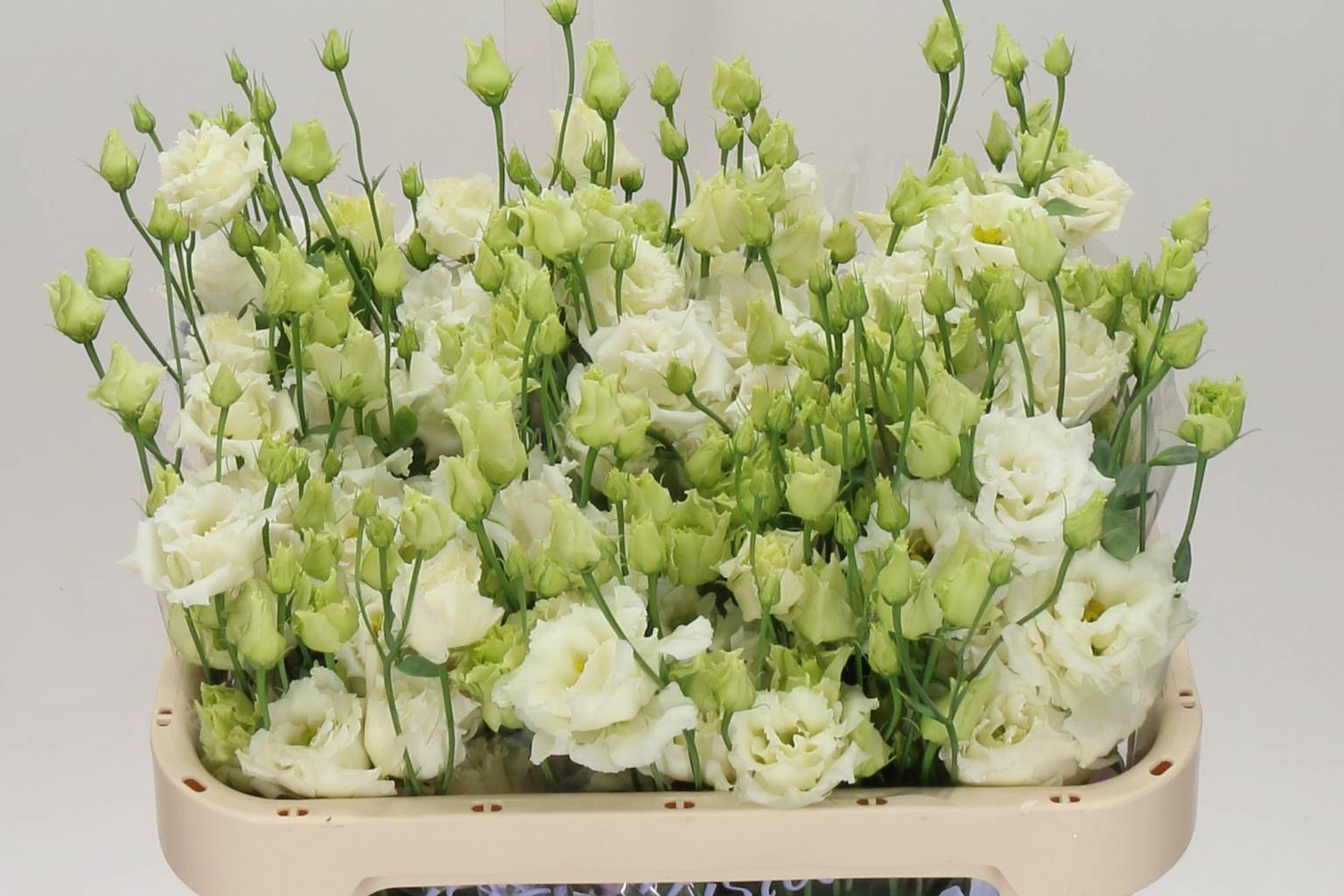 Eustoma Du Alissa White (Эустома Ду Алисса вайт) В75