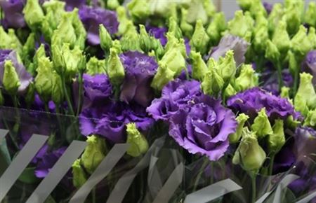 Eustoma Du Corelli Bleu (Эустома Ду Корелли Блу) В75