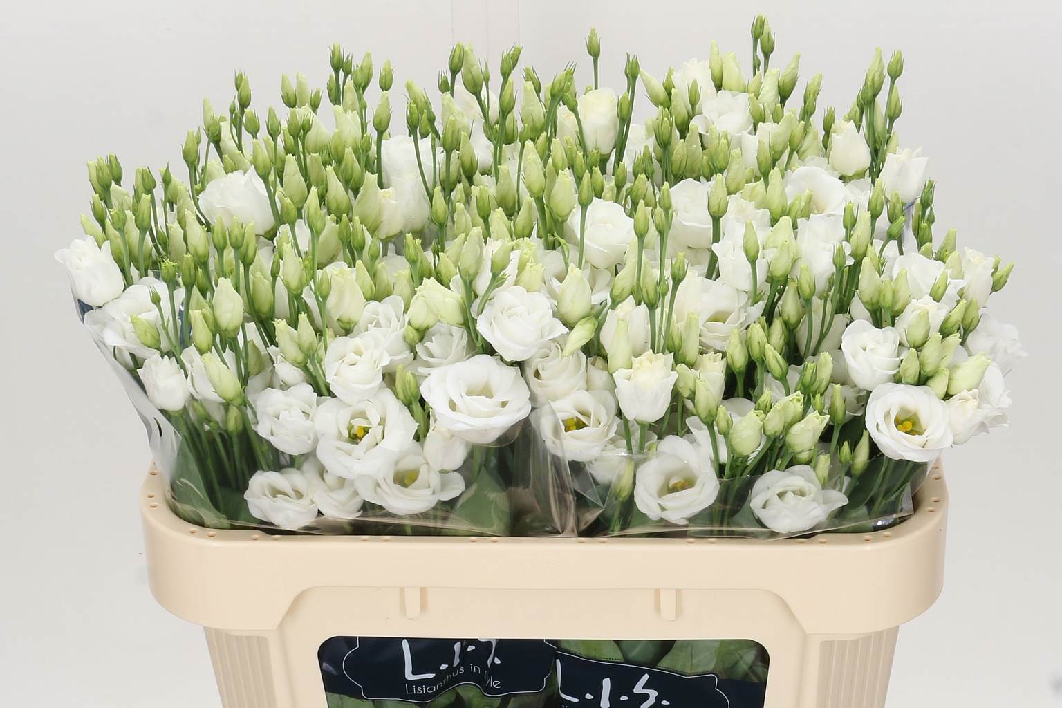 Eustoma Du Rosita White (Эустома Ду Росита Вайт) В75