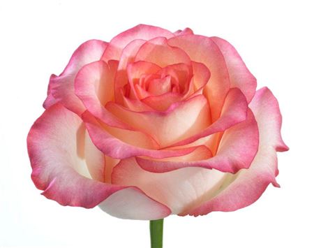 Rosa Gr Jumilia (Роза Гр Джумилия)  В70 ROSE HILL