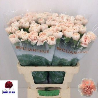 Dianthus St Apple Tea (Гвоздика ст Эпл Теа) В70