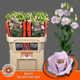 Eustoma G Rosita Sweet Lavender (Эустома Свит Лавандер) В72