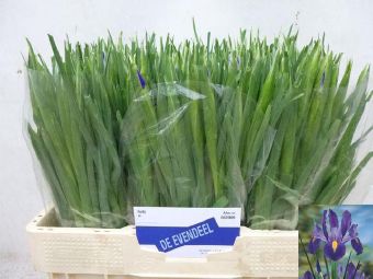 Iris Blue Magic (Ирис Блу Меджик) В50