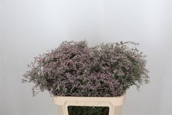 Limonium Oshi Pink (Лимониум Ош Пинк) В80