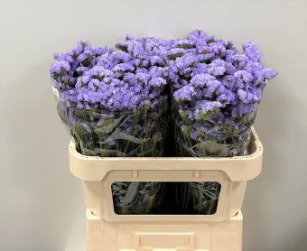 Limonium S Donau Birds (Лимониум Статица Дона Бердс) В75