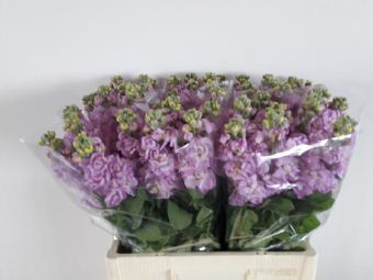Matthiola Mathilda Pink (Маттиола Матильда Пинк) В60