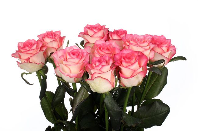 Rosa Gr Jumilia (Роза Гр Джумилия)  В70