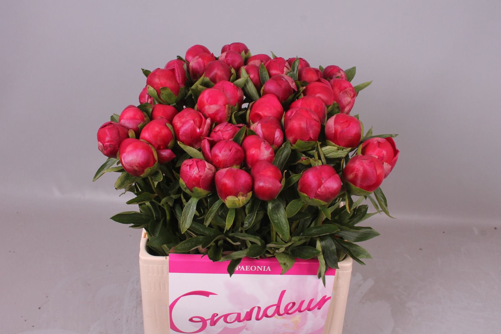 Paeonia Belgravia (Пион Белгравия) В50