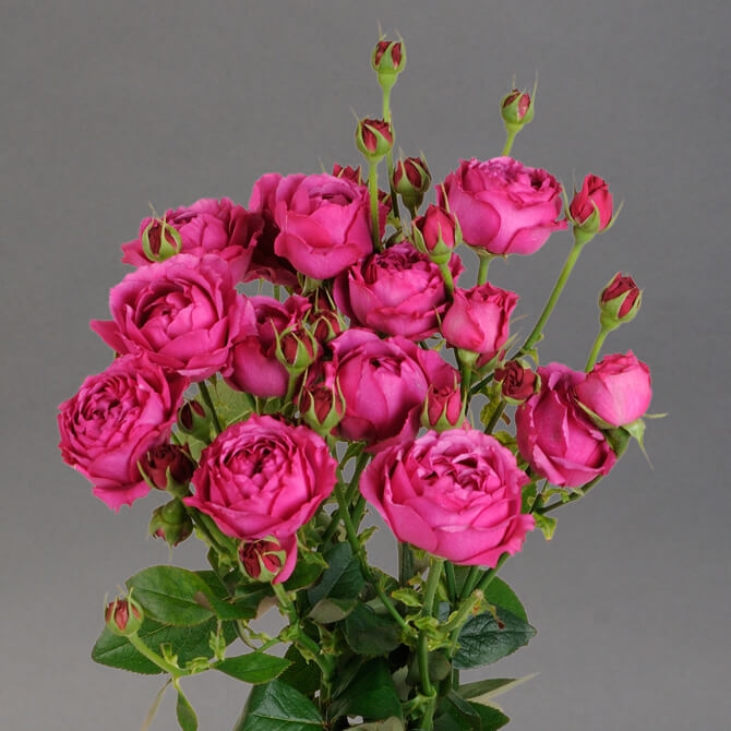 Rosa Tr Rich Bubbles (Роза Тр Рич Бабблс) В60 Цветы Удмуртии