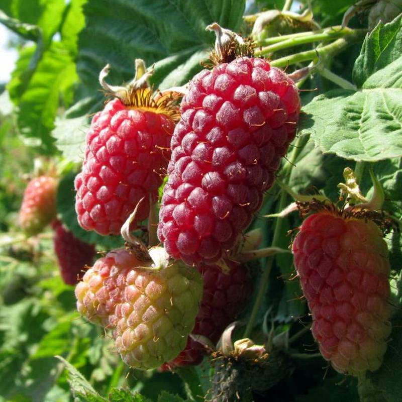 Ежемалина Loganberry (Логанберри)