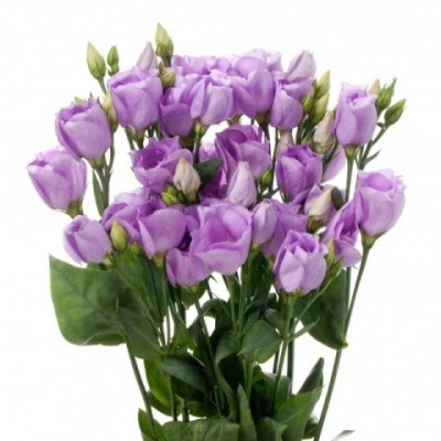Eustoma Du Rosita Lavender (Эустома Ду Росита Лавандер) В75