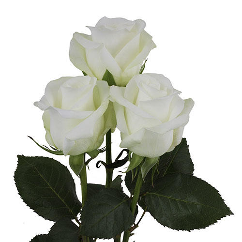 Rosa Gr Beluga (Роза Гр Белуга)В70 (MKSH)