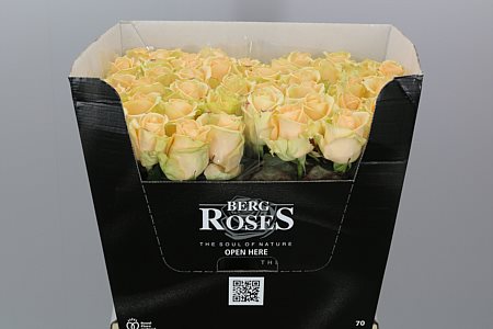 Rosa Gr Avalanche Peach (Роза Гр Аваланж Пич) В60