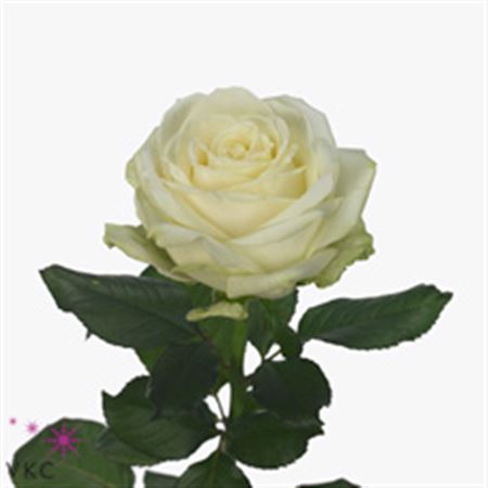 Rosa Gr Avalanche  (Роза гр Аваланж ) В50