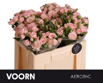 Rosa Spray Aerobic (Роза Спрей Аэробик)В50