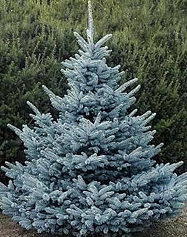 Ель колючая Super Blue Seedling SBS (Супер Блю Сидлинг)