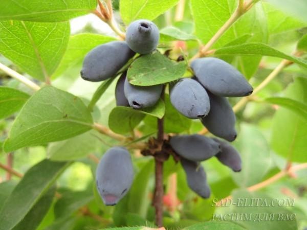 Жимолость камчатская Берель