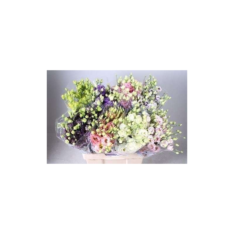 Eustoma du montana blend(Эустома ду монтана бленд) В70