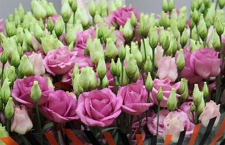 Eustoma Du Rosita Rose (Эустома Ду Росита Роуз) В75EX