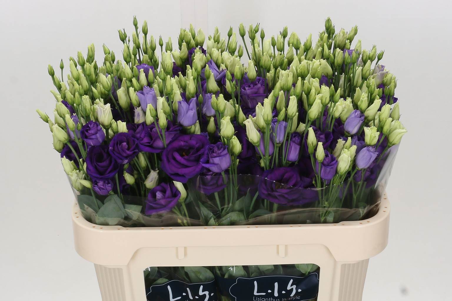 Eustoma Du Rosita Blue (Эустома Ду Росита Блу) В75