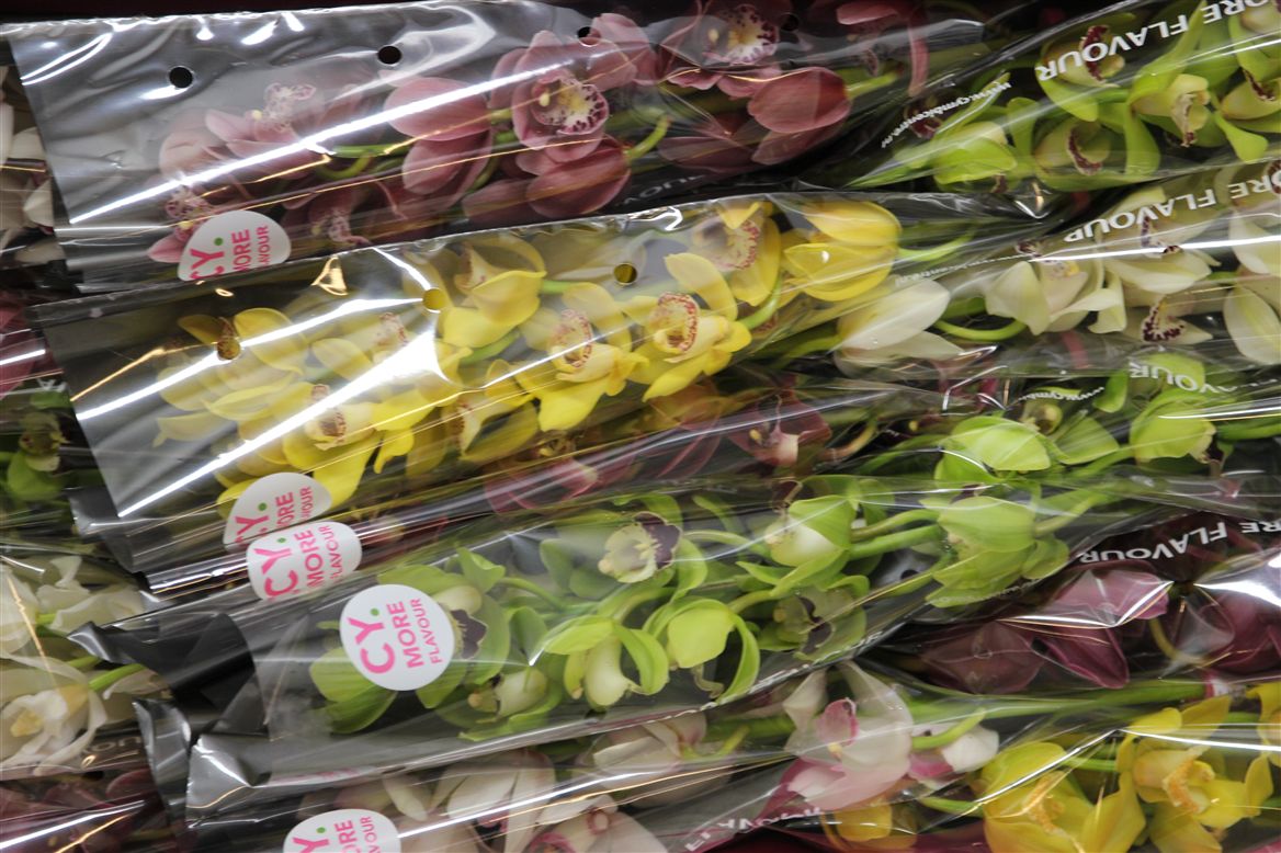 Cymbidium Mini Mixed (Орхидея Мини Миксед ) В50