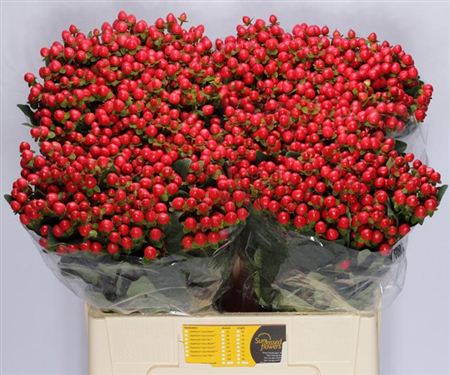Hypericum Coco Rio Red (Гиперикум Коко Рио Ред) В60