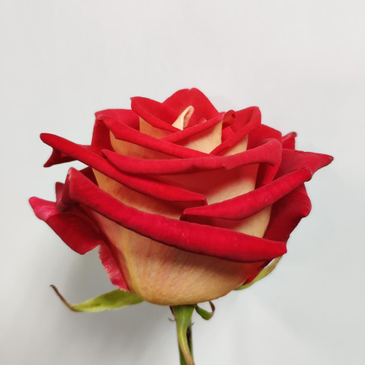 Rosa Gr B-twin (Роза Б-Твин) Армения В70