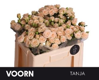 Rosa Tr Tanja (Роза Тр Таня) В70