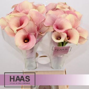 Zantedeschia Pink Melody (Калла Пинк Мелоди) В65