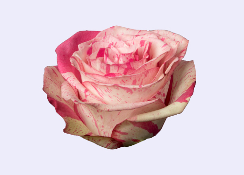 Роза MAGIC TIMES (Меджик Тайм) В60 Star Roses