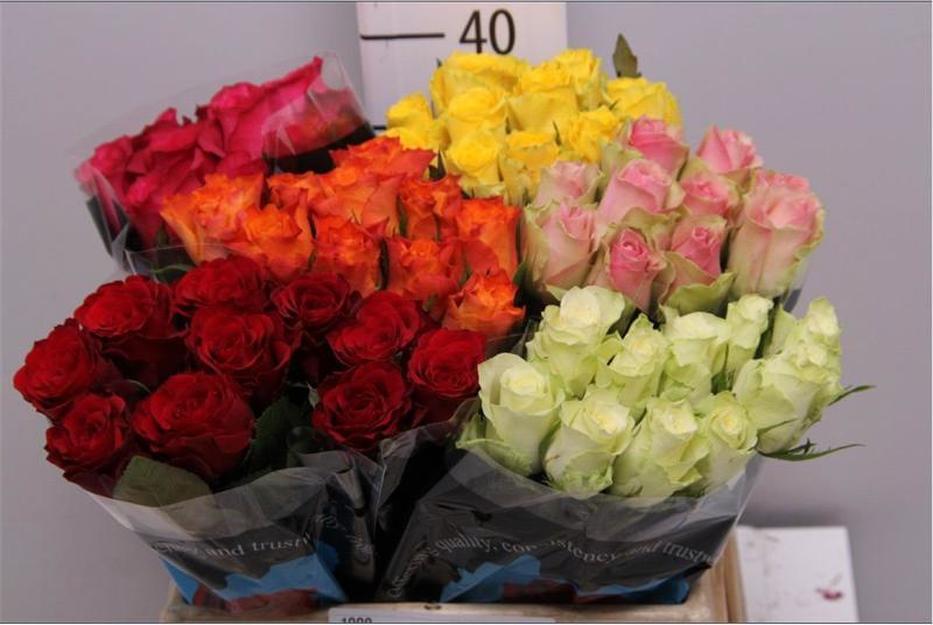 Rosa Gr Kenya (Роза Гр Кения) В60