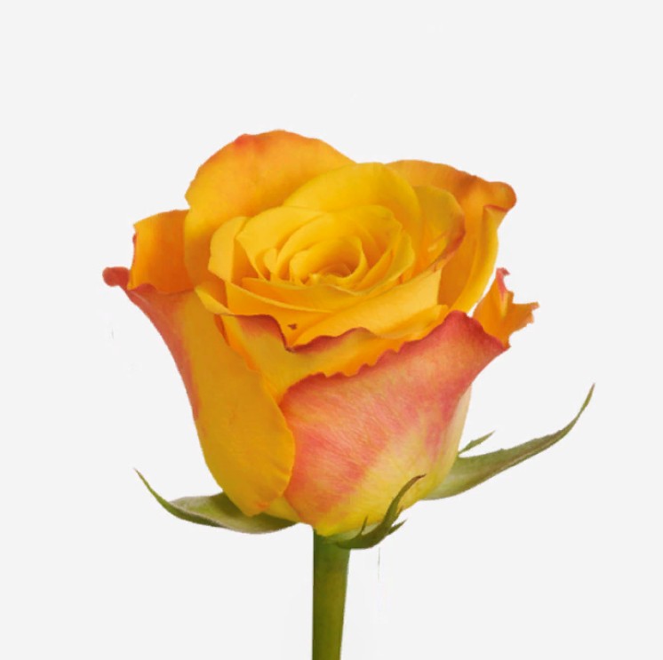 Rosa sunny (Роза Санни) В70
