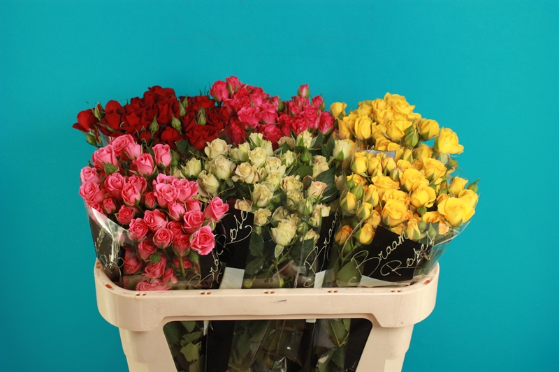 Rosa Spray (Роза Спрей) В50 Redlands